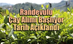 ÇAYKUR randevulu yaş çay alımına geçiyor