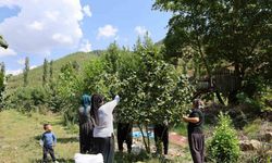 Karadeniz’den aldığı fındık fidesini Adana’da ekti, şimdi hasat ediyor