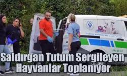 Rize'de saldırgan tutum sergileyen  hayvanlar toplanıyor