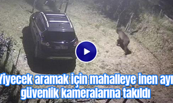 Yiyecek aramak için mahalleye inen ayı güvenlik kameralarına takıldı