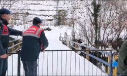 Artvin’de boynuzlu baykuş, tedavisi yapılıp doğaya salındı