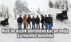 Rize'de kışlık ahırından kaçan boğa yazlığında bulundu