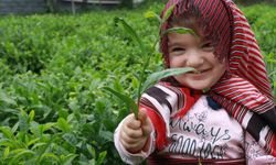 Açıklanan çay taban fiyatı Rizelileri böldü