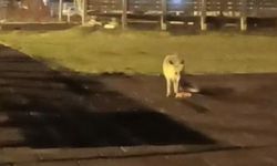Artvin şehir merkezindeki çocuk parkında tilki sürprizi