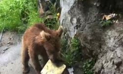 Artvin’de ayı paniği