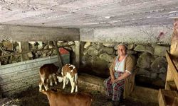 Artvin’de bir inek dördüz doğurdu, aile büyük sevinç yaşadı