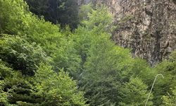 Trabzon'da derede kaybolan çocuk aranıyor/ Fotoğraflar