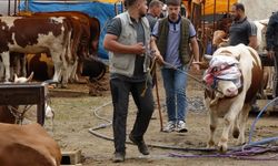 Trabzon’da kurbanlıkların yarısı alıcı buldu