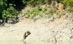 Artvin’de iki ayı önce serinledi, sonra nehir kıyısında kavga etti