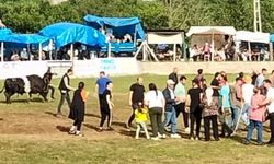 Artvin’de şampiyon boğa sahibini yaraladı