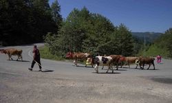Karadeniz’den renkli yayla göçleri