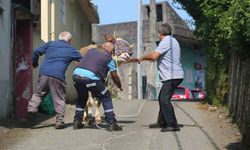Rize’de kaçan kurbanlık boğa sahiplerine zor anlar yaşattı