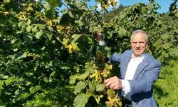 Trabzon Ticaret Borsası Başkanı Ergan: