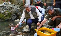Artvin’de 5 bin kırmızı benekli alabalık doğaya salındı