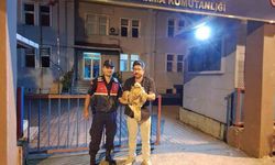 Artvin’de yaralı şahin jandarma ekiplerince kurtarıldı