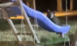 Artvin’de yavru ayıların kaydırak merakı
