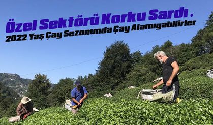 Özel Sektörü Korku Sardı , 2022 Yaş Çay Sezonunda Çay Alamıyabilirler