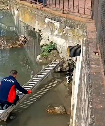 Çaya düşen kedinin yardım çağrısına itfaiye yetişti