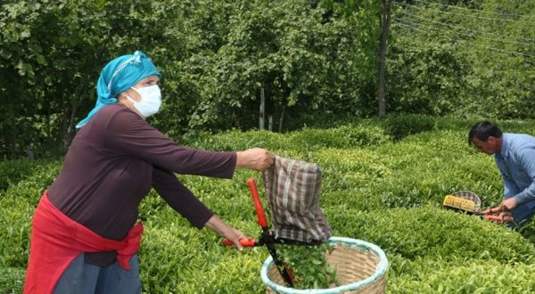 Fındık diyarı Ordu'da hasadına başlanan çay, üreticilerin yüzünü güldürüyor
