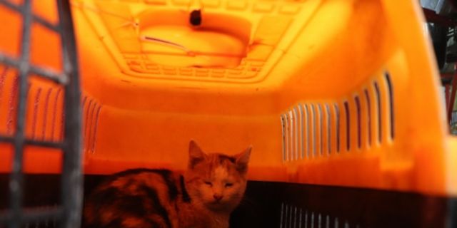 Düzce'de hafif ticari aracın yedek lastik kısmına giren kedi yavrusu kurtarıldı