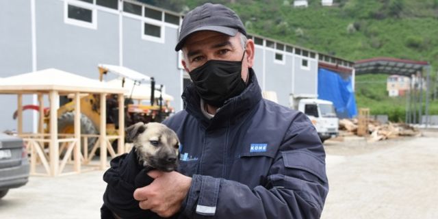 Giresun'da derede mahsur kalan köpek yavrusu kurtarıldı