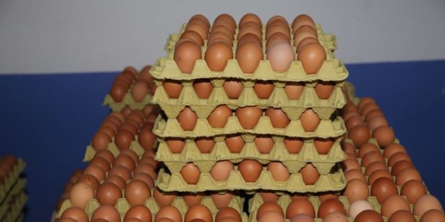 Ordu'da üretilen organik yumurtalar Dubai'de tüketiciyle buluşacak