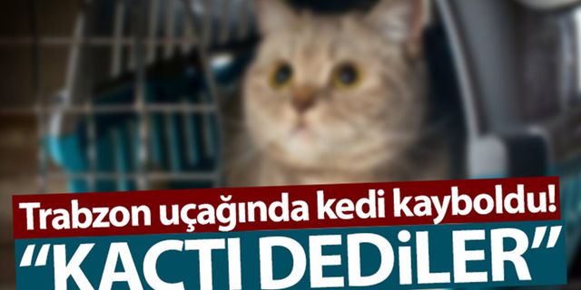 Trabzon uçağında kedi kayboldu!