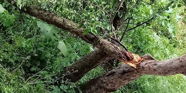 Artvin'de şiddetli rüzgar ağaçların devrilmesine sebep oldu