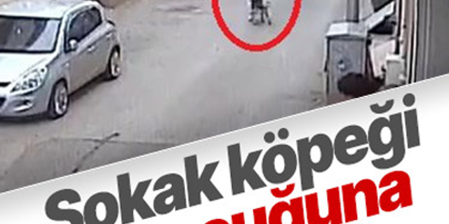 Bursa'da köpek dehşeti: Küçük kızı ısırdı