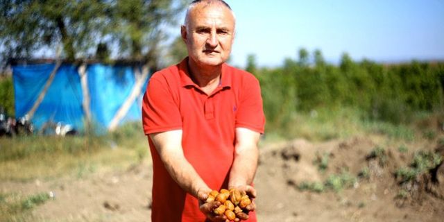 Bursa Yenişehir'de ceviz yetiştiricilerinde buruk sevinç