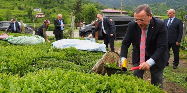 ÇAYKUR Genel Müdürü Alim İlk Çay Hasadını Kemalpaşa'da Yaptı. ÇAYKUR İlk Gün 69 Ton Yaş Çay Aldı