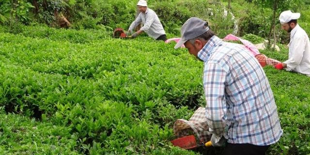 ÇAYKUR, 2023 Yaş Çay Sezonunu Açtı