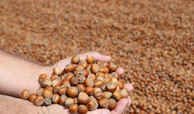 Ordu'da serbest piyasada fındığın kilogramı 23,5 liradan işlem görüyor