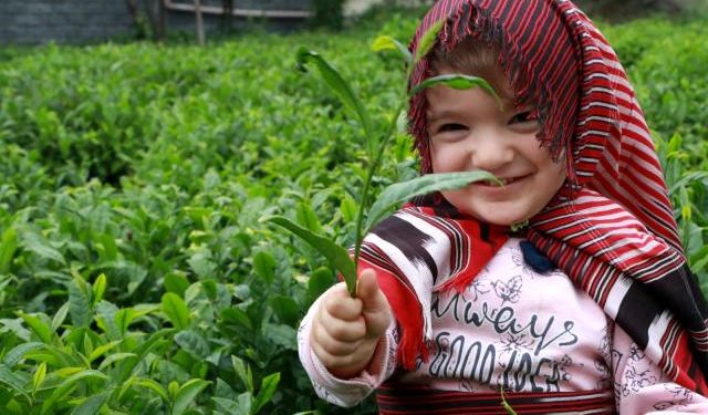 Çay üreticisi bu yıl yaş çay taban fiyatının 5 TL olmasını istiyor