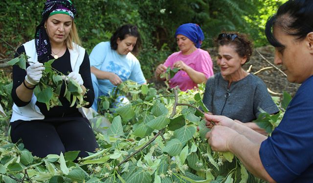 Rize'de Kadınlardan ıhlamur ihracatı seferberliği