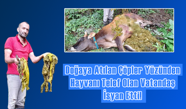 Rize'de doğaya bırakılan çöpler bir ineğin ölümüne neden oldu