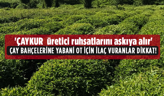 Çaylıklarda ilaçlama yapılması üzerine harekete geçildi