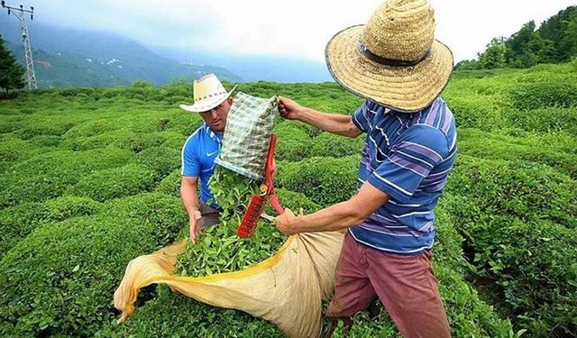 2023 yılı çay yevmiye fiyatı ne kadar olacak?