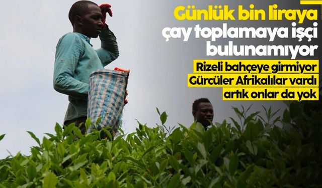 Çay hasadında işçi sorunu: Gençler bahçeye inmiyor