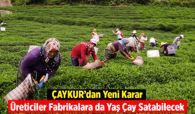 ÇAYKUR’dan Yeni Karar: Üreticiler Fabrikalara da Yaş Çay Satabilecek