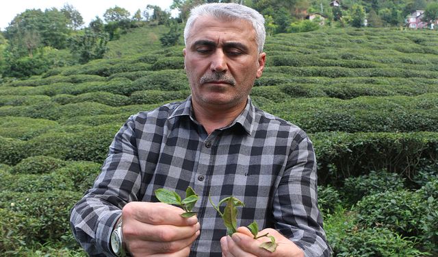 Çay Üreticilerinden ’çayda Budama’ İşlemine Tepki