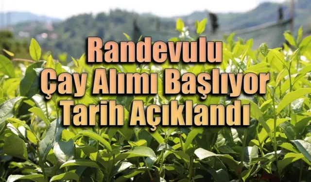 ÇAYKUR randevulu yaş çay alımına geçiyor