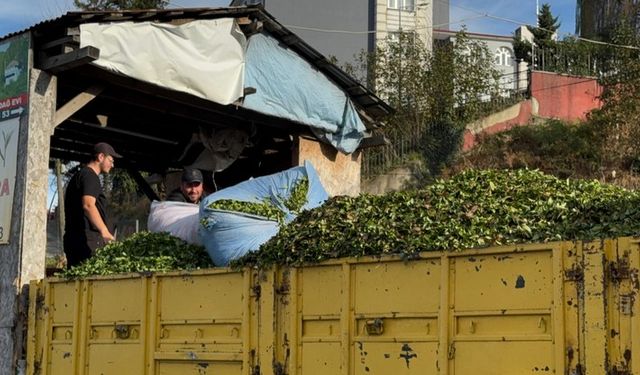 Kış geldi, yaş çay sezonu bitmedi. Rize'de Aralık ayında çay toplanıyor!