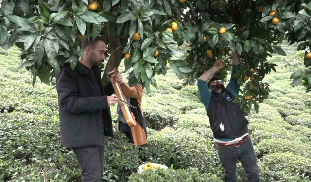 Rize'de mandalinayı kemençe eşliğinde hasat ettiler