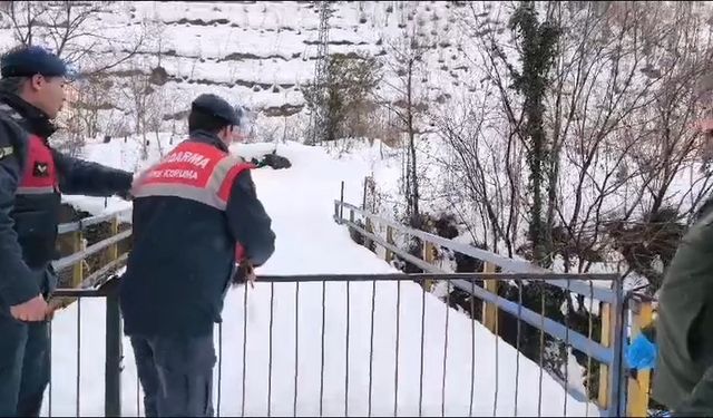 Artvin’de boynuzlu baykuş, tedavisi yapılıp doğaya salındı