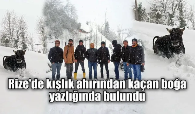 Rize'de kışlık ahırından kaçan boğa yazlığında bulundu