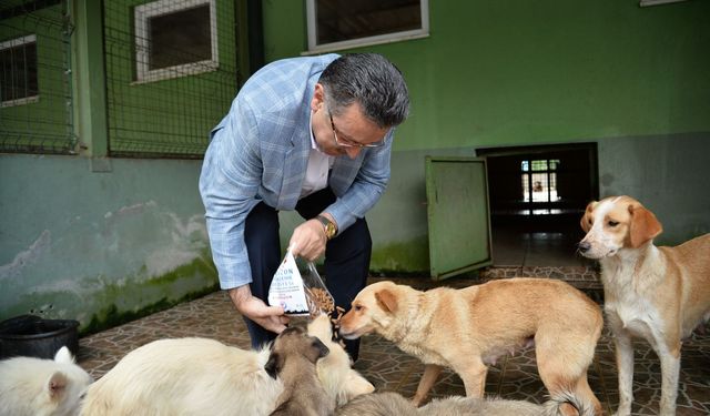 Trabzon Büyükşehir Belediyesi 942 köpeği sahiplendirdi