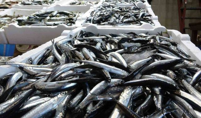Karadeniz’de balık stokları azalıyor