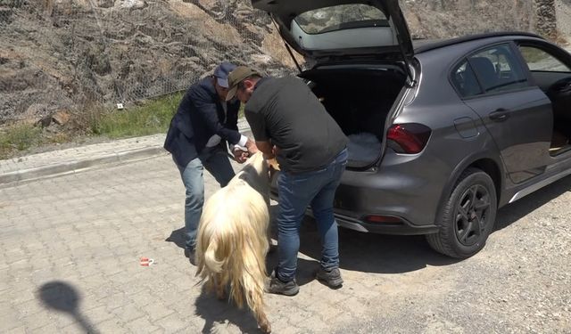 Artvin'de satın aldığı kurbanlık küçükbaşı otomobilinin bagajında taşıdı