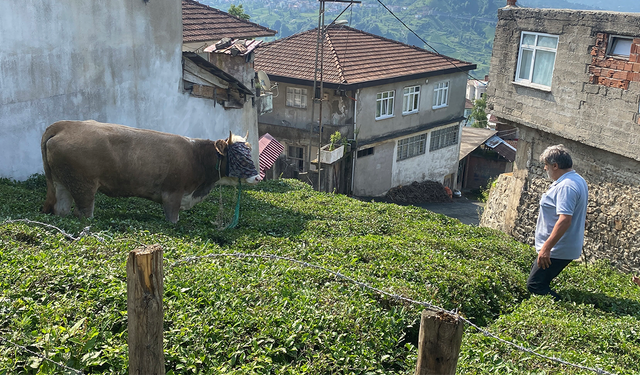Rize’de kaçan kurbanlık boğa sahiplerine zor anlar yaşattı
